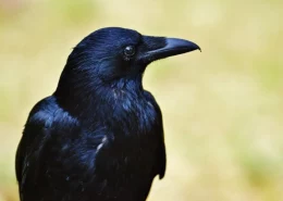 Quelle est la différence entre un corbeau et une corneille ?